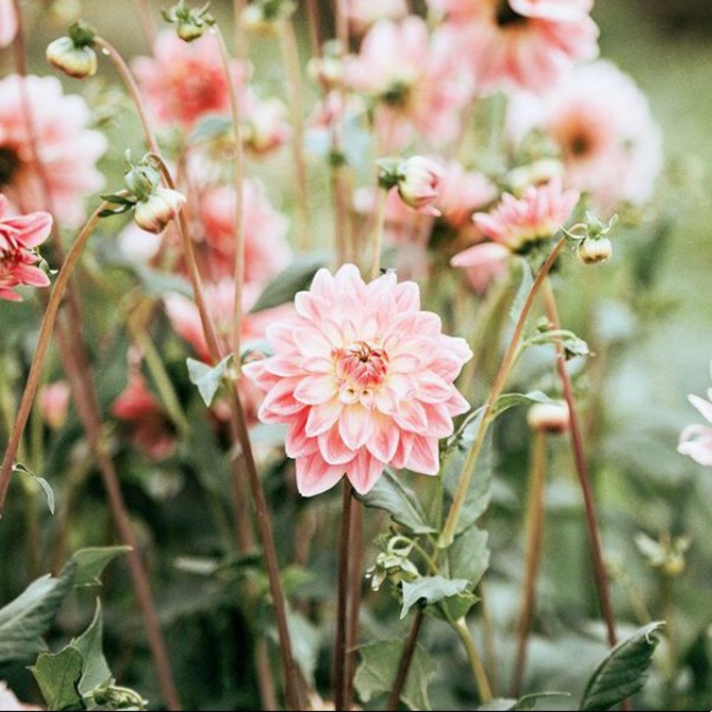 Meet your Posher, Crysta